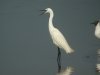Little Egret at Canvey Wick (Steve Arlow) (126118 bytes)